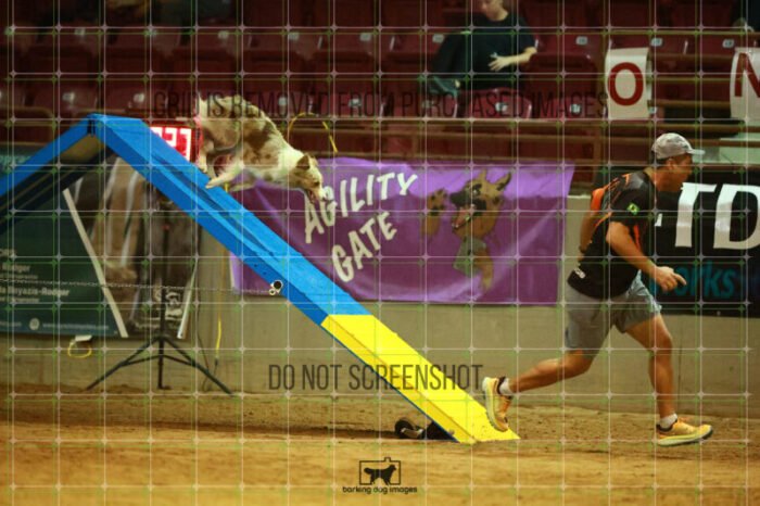 Jim_Luiz_Filho_WednesdayNight_Round_1_Agility_137_NH_1862