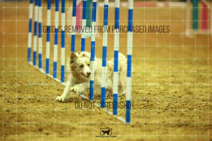 Jim_Luiz_Filho_WednesdayNight_Round_1_Agility_137_NH_1875