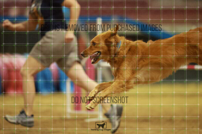 Kiko_Draheim_Saturday_OpenAgility_172_RR_0469