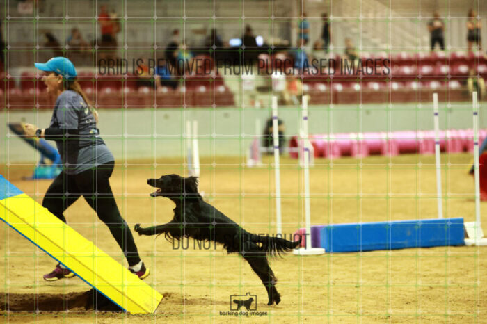 Loki_Schaff_Friday_MastersAgilityFinal_249_NH_6177