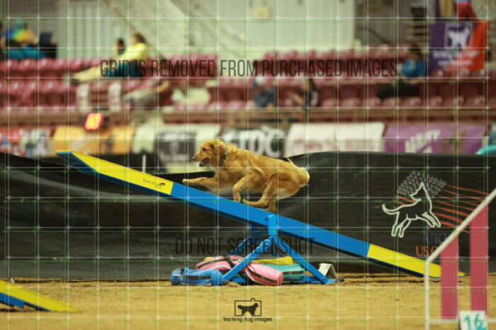 Kiko_Draheim_Saturday_OpenAgility_172_RR_0485