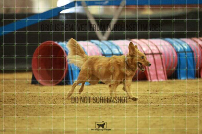 Kiko_Draheim_Saturday_OpenAgility_172_RR_0498