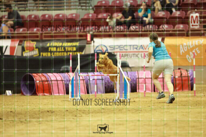 Kiko_Draheim_Thursday_Masters_Agility_Heat_141_RR_1640