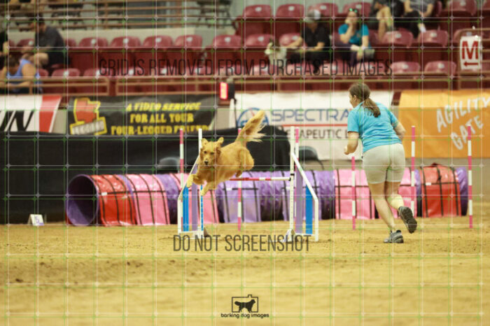 Kiko_Draheim_Thursday_Masters_Agility_Heat_141_RR_1643