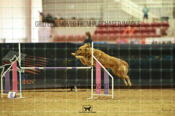 Kiko_Draheim_Thursday_Masters_Agility_Heat_141_RR_1650