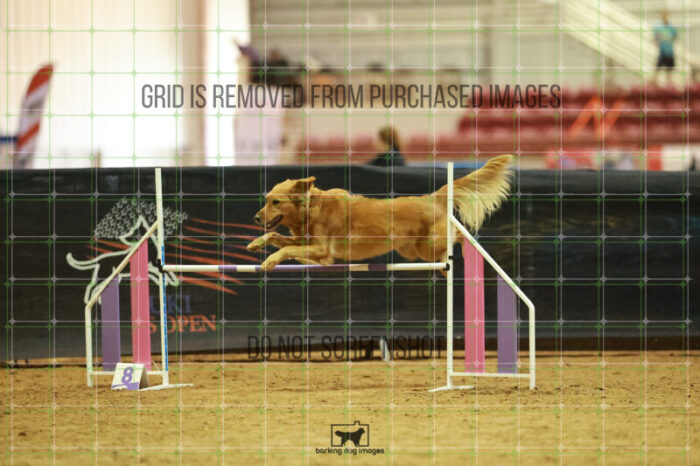 Kiko_Draheim_Thursday_Masters_Agility_Heat_141_RR_1652