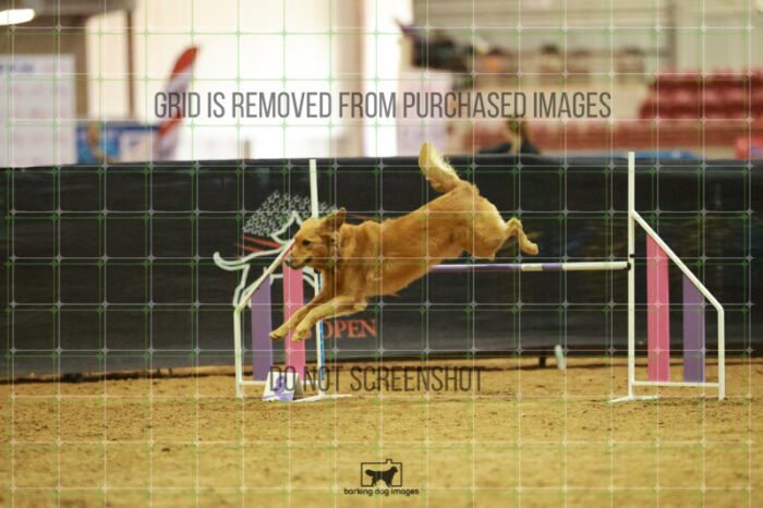 Kiko_Draheim_Thursday_Masters_Agility_Heat_141_RR_1654