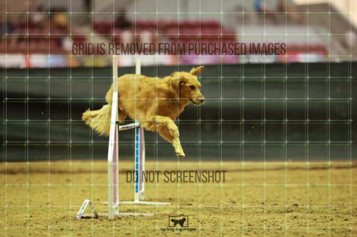 Kiko_Draheim_Thursday_Masters_Agility_Heat_141_RR_1659