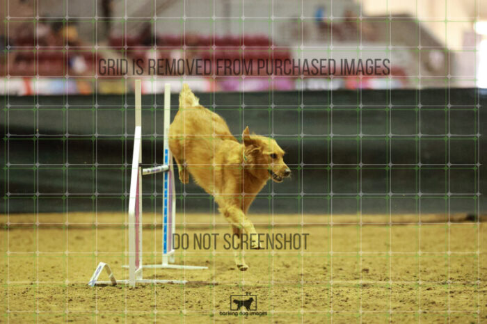Kiko_Draheim_Thursday_Masters_Agility_Heat_141_RR_1661