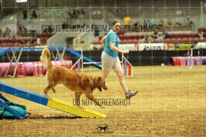 Kiko_Draheim_Thursday_Masters_Agility_Heat_141_RR_1671