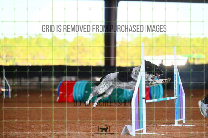 Pika_Mcelligott_Friday_MastersJumpingFinal_191_LB_2588