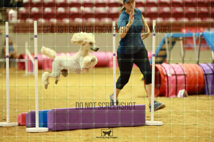 Lotti_Leitch_Friday_MastersAgilityFinal_203_VW_6218