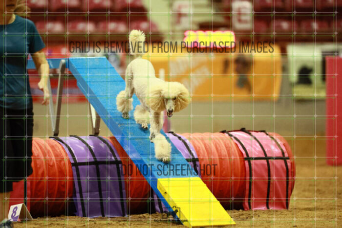 Lotti_Leitch_Friday_MastersAgilityFinal_203_VW_6237