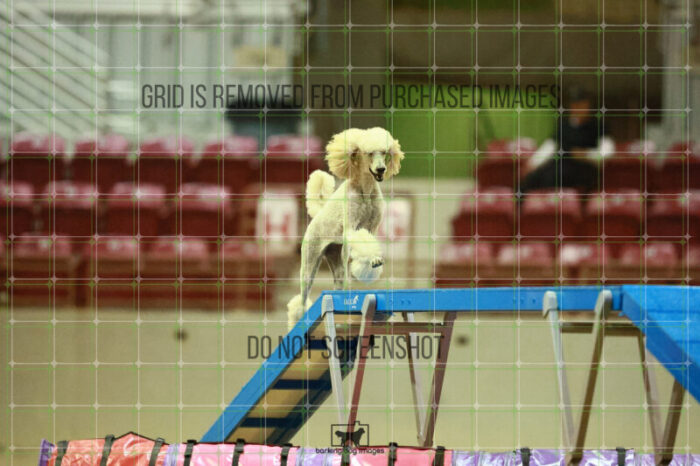 Lotti_Leitch_Round_1_Agility_184_KO_7968