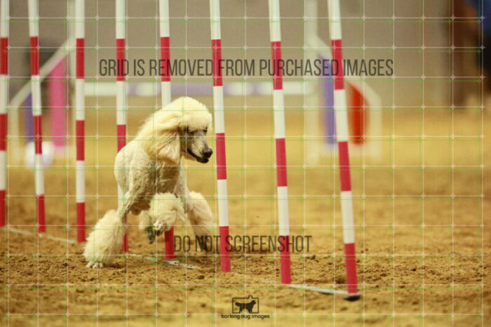Lotti_Leitch_Round_1_Agility_184_KO_7976