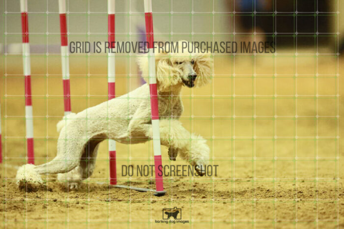 Lotti_Leitch_Round_1_Agility_184_KO_7980