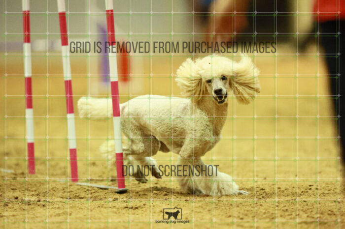 Lotti_Leitch_Round_1_Agility_184_KO_7983