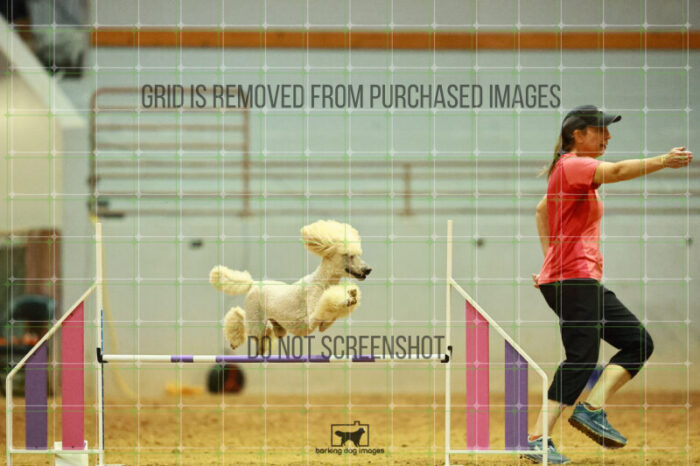 Lotti_Leitch_Round_1_Agility_184_KO_7991
