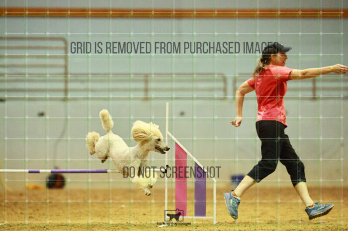 Lotti_Leitch_Round_1_Agility_184_KO_7993