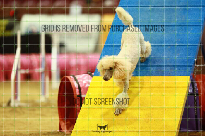 Lotti_Leitch_Saturday_OpenAgility_159_VW_2461