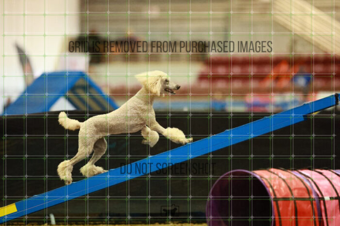 Lotti_Leitch_Saturday_OpenAgility_159_VW_2463