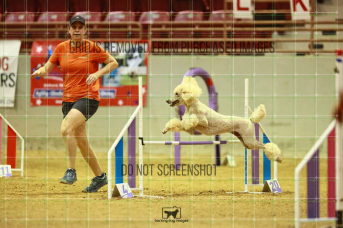 Lotti_Leitch_Saturday_OpenAgility_159_VW_2479