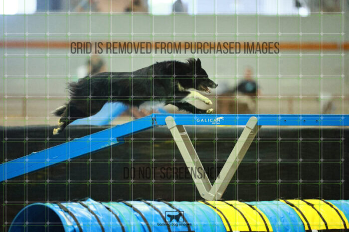 Pike_Johannes_Ring_2_Saturday_OpenAgility_149_SH_2015