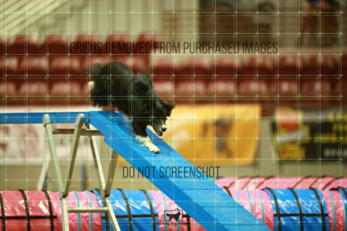 Pike_Johannes_WednesdayNight_Round_1_Agility_201_NH_5183