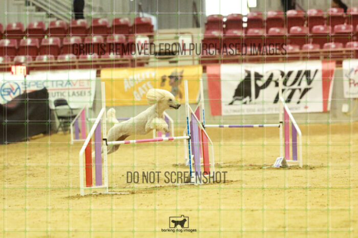 Lotti_Leitch_Wednesday_Speedstakes_Semi_Final_176_RR_2907