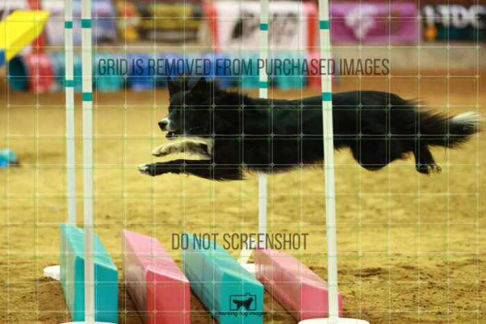 Pike_Johannes_WednesdayNight_Round_1_Agility_201_NH_5220