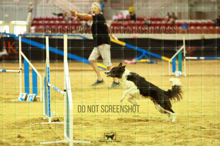 Pip_Spitters_Ring_2_Saturday_OpenAgility_141_SH_1695