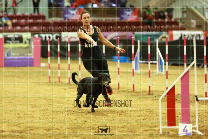Kiwi_Kankash_Friday_MastersAgilityFinal_118_NH_0618