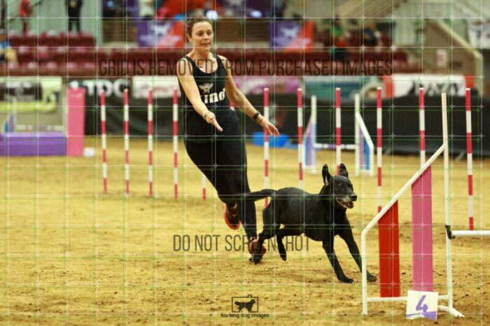 Kiwi_Kankash_Friday_MastersAgilityFinal_118_NH_0621