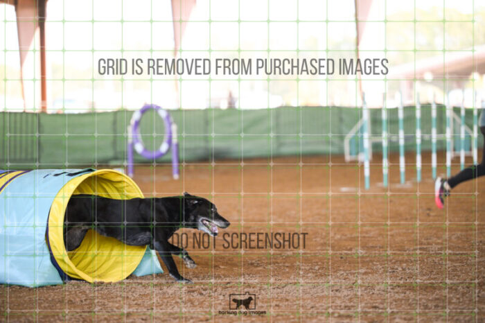 Kiwi_Kankash_Ring_5_Biathlon_Jumping_Wednesday_318_AS_7134
