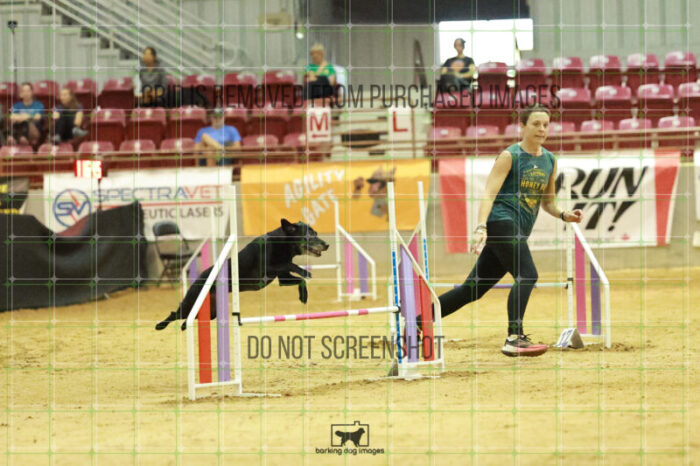 Kiwi_Kankash_Wednesday_Speedstakes_Semi_Final_199_RR_3868