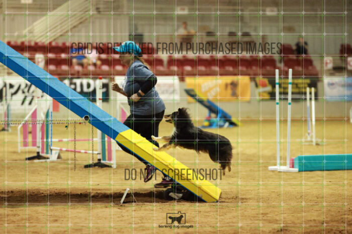 Kiwi_Schaff_Friday_MastersAgilityFinal_311_RR_3419