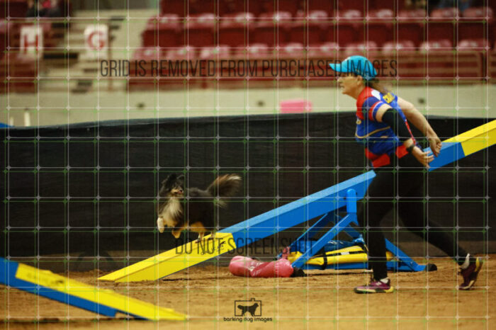Kiwi_Schaff_Ring_2_Saturday_OpenAgility_209_SH_4420