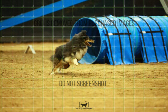Kiwi_Schaff_Ring_2_Saturday_OpenAgility_209_SH_4423