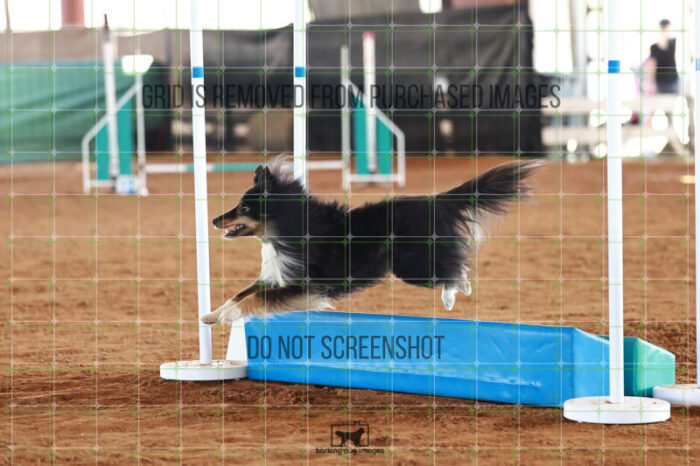 Kiwi_Schaff_Ring_5_Saturday_WTAJumping_314_JC_6484