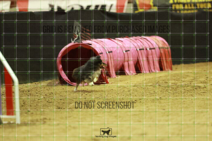 Kiwi_Schaff_Wednesday_Speedstakes_Semi_Final_300_RR_7548