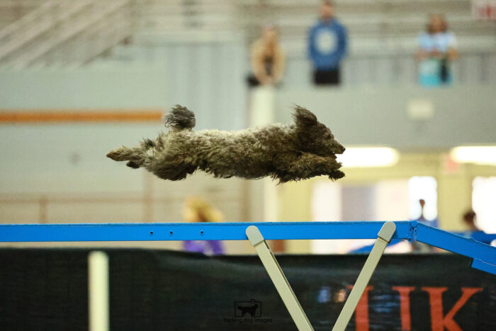 Boo_Brew_Ring_2_Saturday_OpenAgility_118_SH_0781