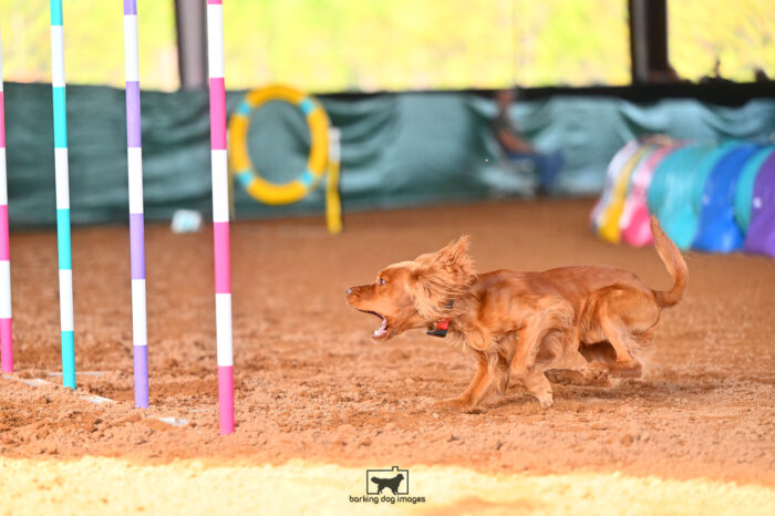 Electron_Reichert_Friday_MastersJumpingFinal_202_LB_2876