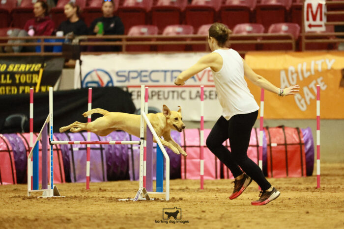 Furiosa_Kankash_Thursday_Masters_Agility_Heat_132_VW_1720