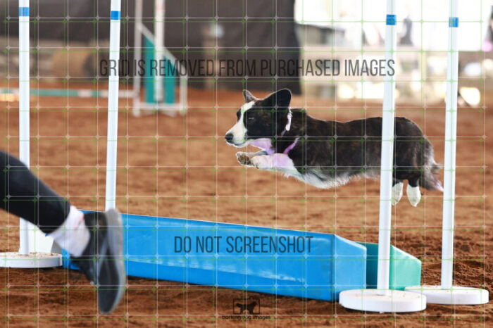 Juniper_Nygren-scott_Ring_5_Saturday_WTAJumping_178_JC_2484
