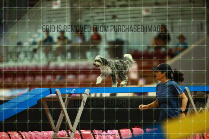 Moki_Tucker_Thursday_Masters_Agility_Heat_173_VW_3327