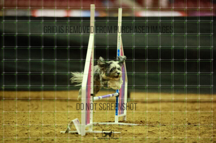 Moki_Tucker_Thursday_Masters_Agility_Heat_173_VW_3328