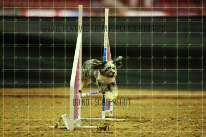 Moki_Tucker_Thursday_Masters_Agility_Heat_173_VW_3329