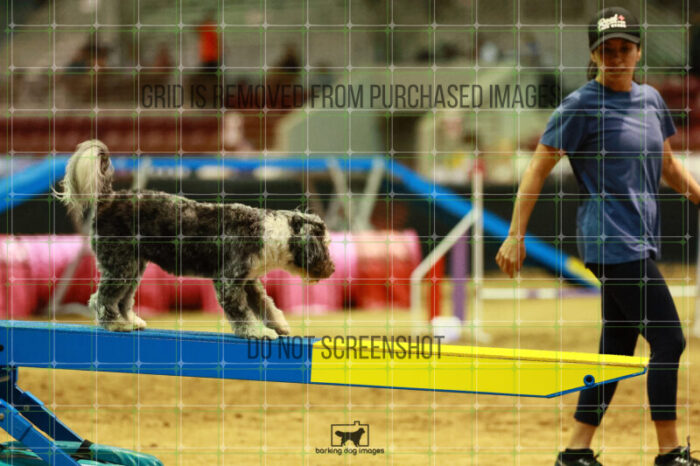 Moki_Tucker_Thursday_Masters_Agility_Heat_173_VW_3336
