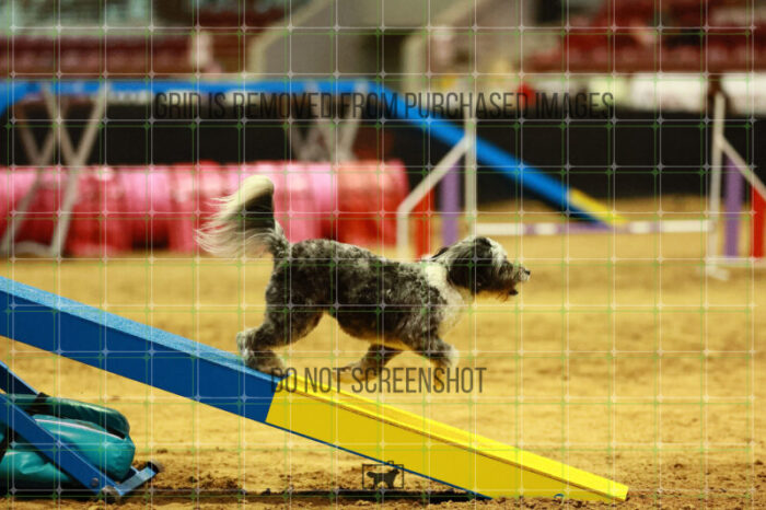 Moki_Tucker_Thursday_Masters_Agility_Heat_173_VW_3339