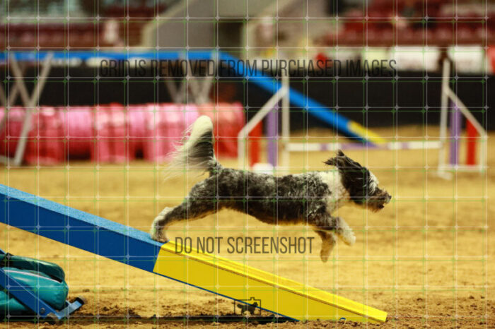 Moki_Tucker_Thursday_Masters_Agility_Heat_173_VW_3340